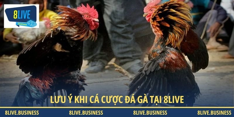 Lưu ý quan trọng giúp người dùng đặt cược hiệu quả hơn