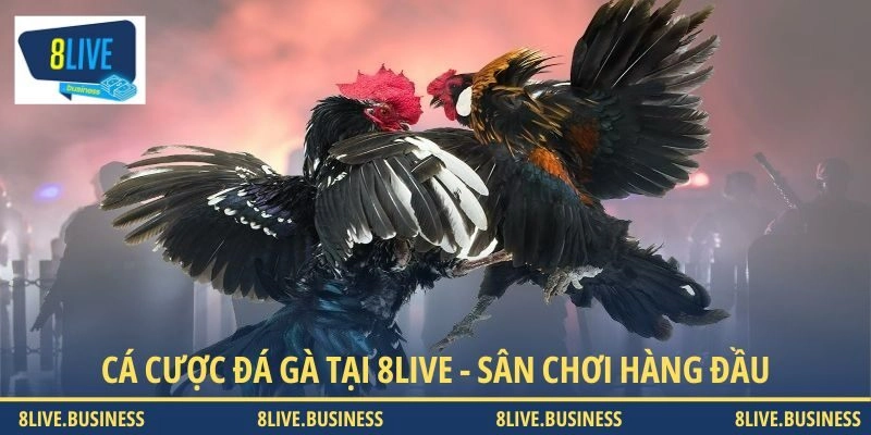 Cá cược đá gà tại 8LIVE - Sân chơi giải trí hàng đầu