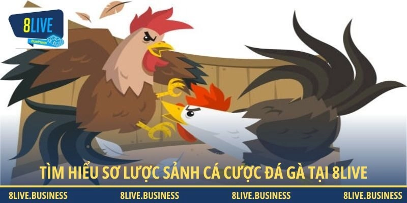 Tìm hiểu sơ lược sảnh cược đá gà 8LIVE
