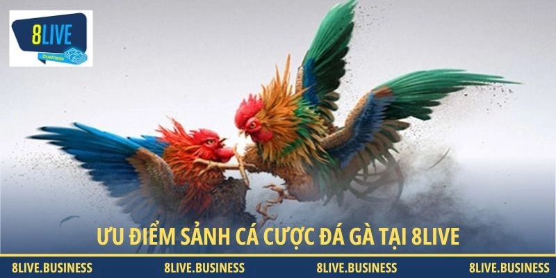 Tổng hợp các ưu điểm nổi bật khi chơi kèo chọi gà tại 8LIVE