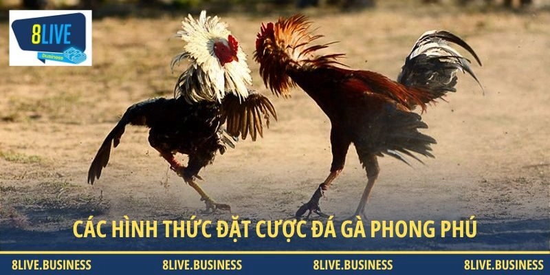 Các hình thức đặt cược đá gà phong phú