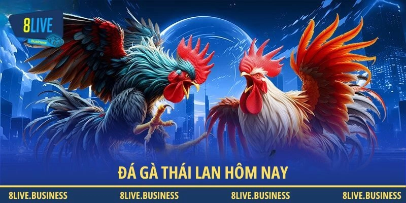 Đá Gà Thái Lan Hôm Nay - Thông Tin Chi Tiết Tại 8LIVE