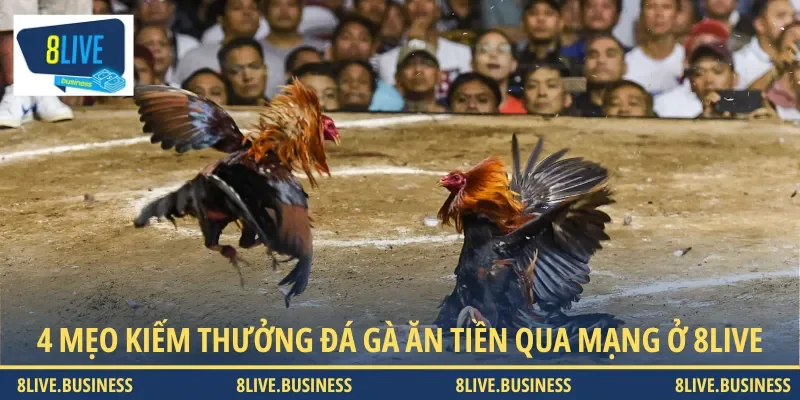 4 mẹo đặt cược đá gà ăn tiền qua mạng cực hữu ích cho bet thủ