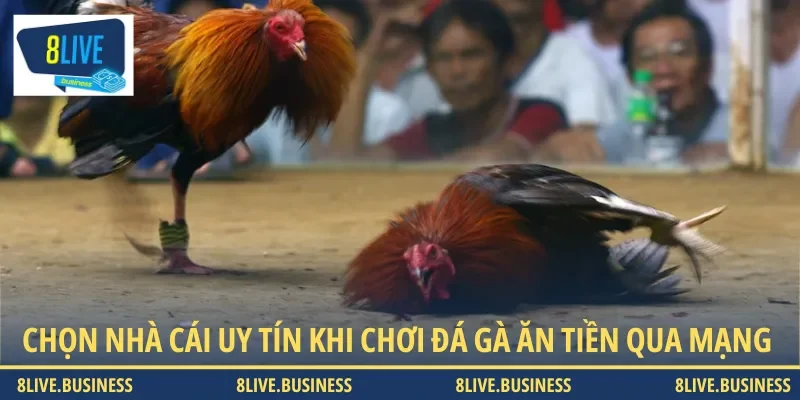 Hãy chọn nhà cái uy tín khi đặt cược đá gà ăn tiền qua mạng