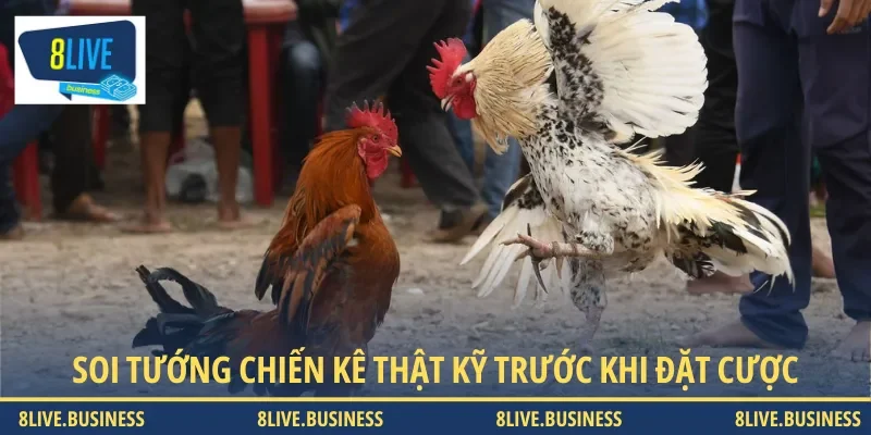 Hãy soi tướng chiến kê thật kỹ càng để đặt cược chính xác hơn