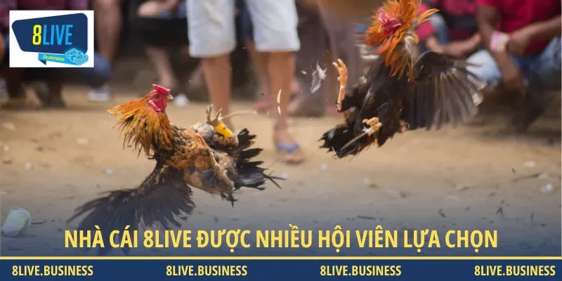 Nhà cái 8LIVE đang được nhiều hội viên lựa chọn để đặt cược đá gà