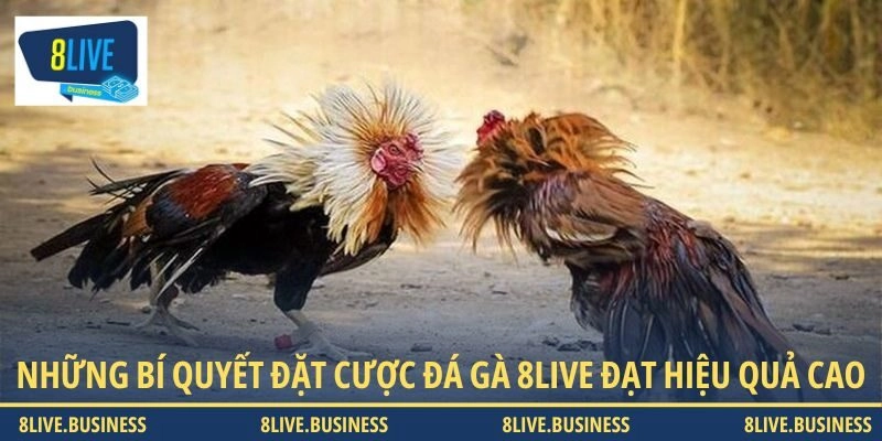 Những bí quyết đặt cược đá gà 8LIVE đạt hiệu quả cao