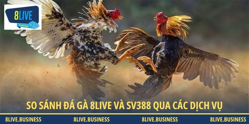 So sánh đá gà 8LIVE và SV388 dựa trên các dịch vụ giải trí