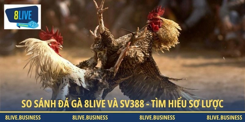 Tìm hiểu sơ lược thông tin về nhà cái 8LIVE và SV388