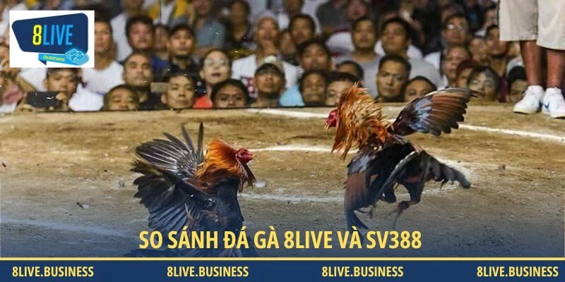 So sánh đá gà 8LIVE và SV388 - Đâu là lựa chọn tối ưu nhất